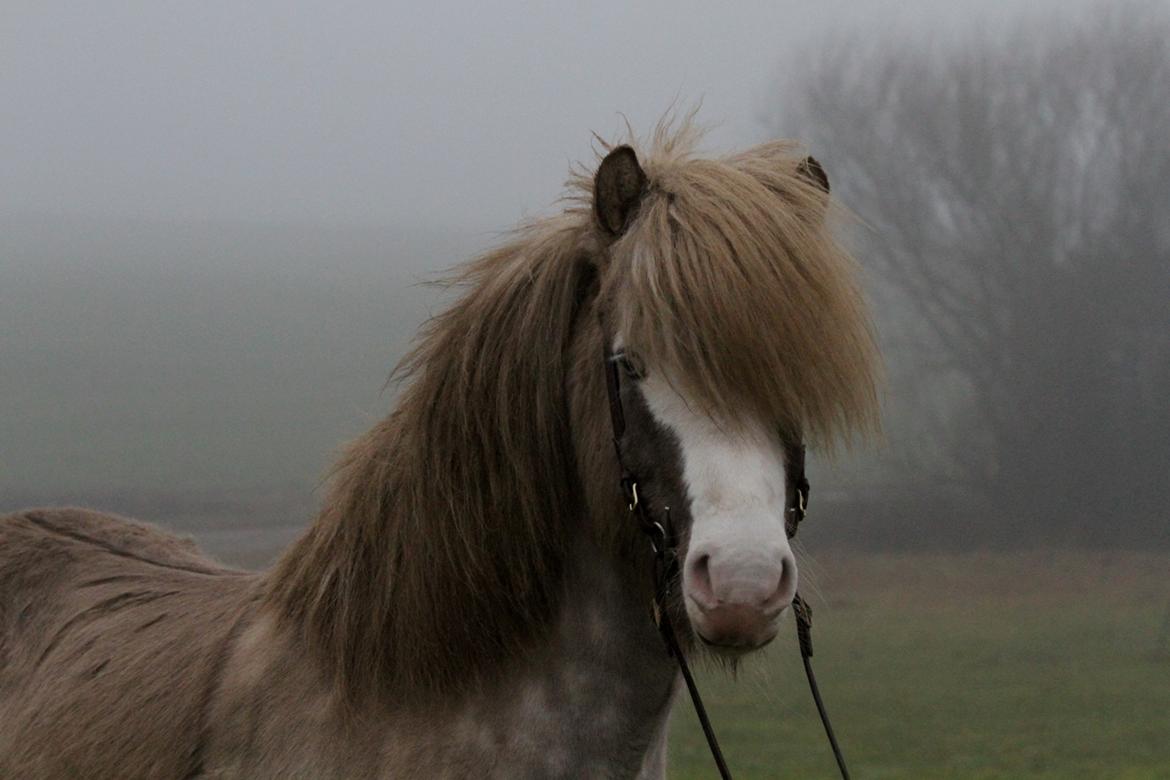 Islænder Glaður frá Skúmsstöðum - Vinteren 2017 billede 1