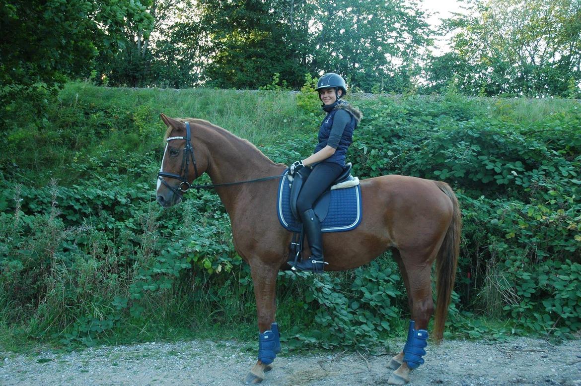 Dansk Varmblod Højgaards Rosinante billede 9