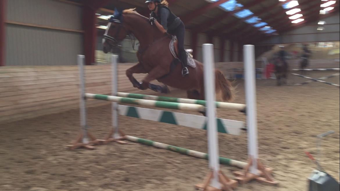 Dansk Varmblod Højgaards Rosinante billede 20