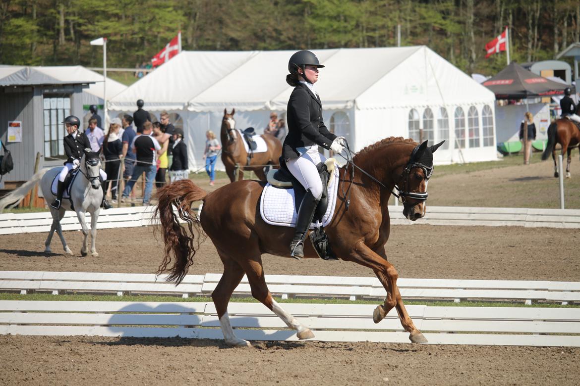 Hollandsk Sportspony Barrichello  billede 1