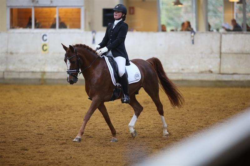 Hollandsk Sportspony Barrichello  billede 3