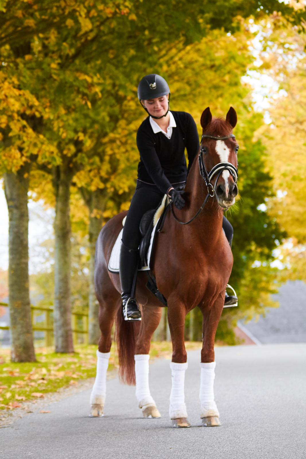 Hollandsk Sportspony Barrichello  billede 19