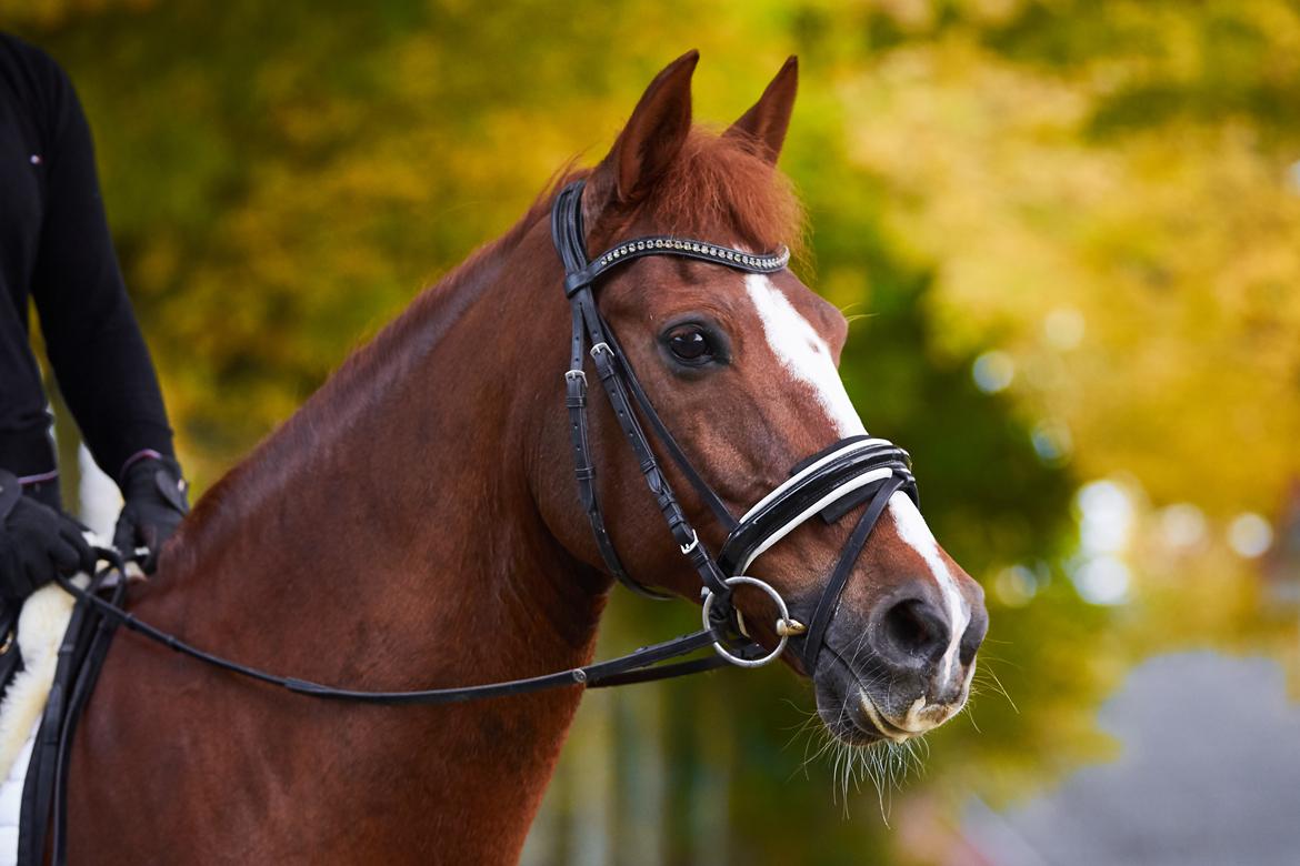 Hollandsk Sportspony Barrichello  billede 2