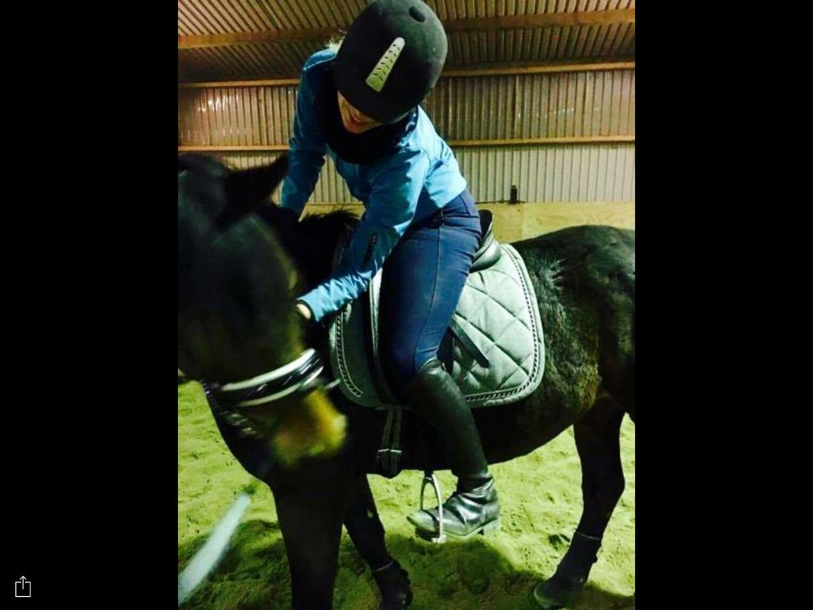 Dansk Varmblod J'adore Pilekær billede 21