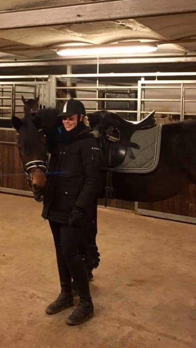 Dansk Varmblod J'adore Pilekær billede 23