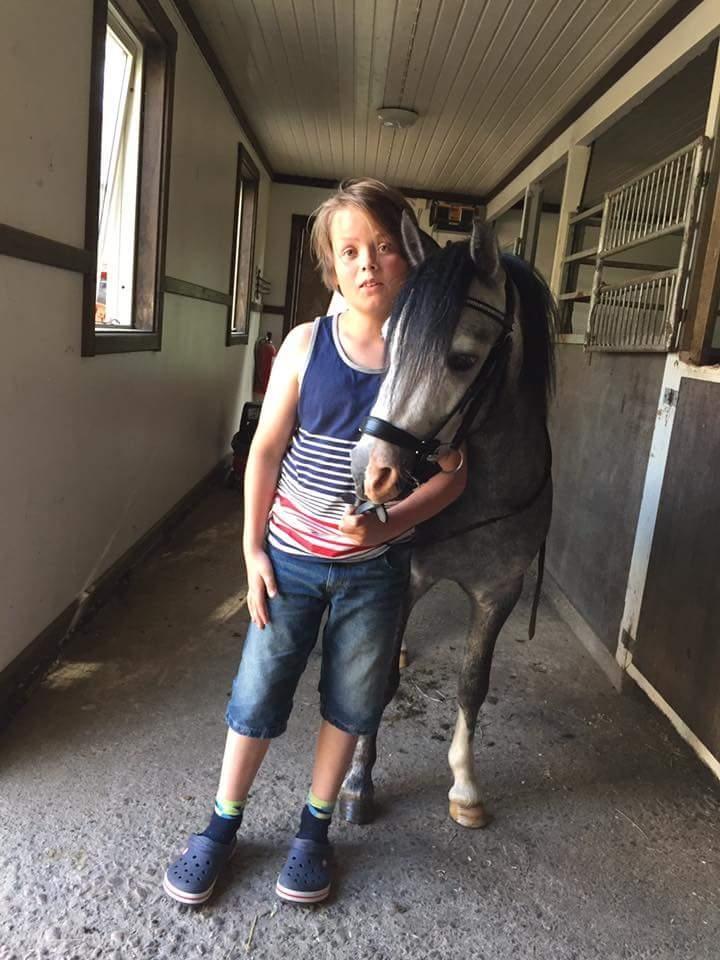 Welsh Mountain (sec A) Padesølund's  Appel Jack   SOLGT - Sådan ser han ud i dag :) billede 16