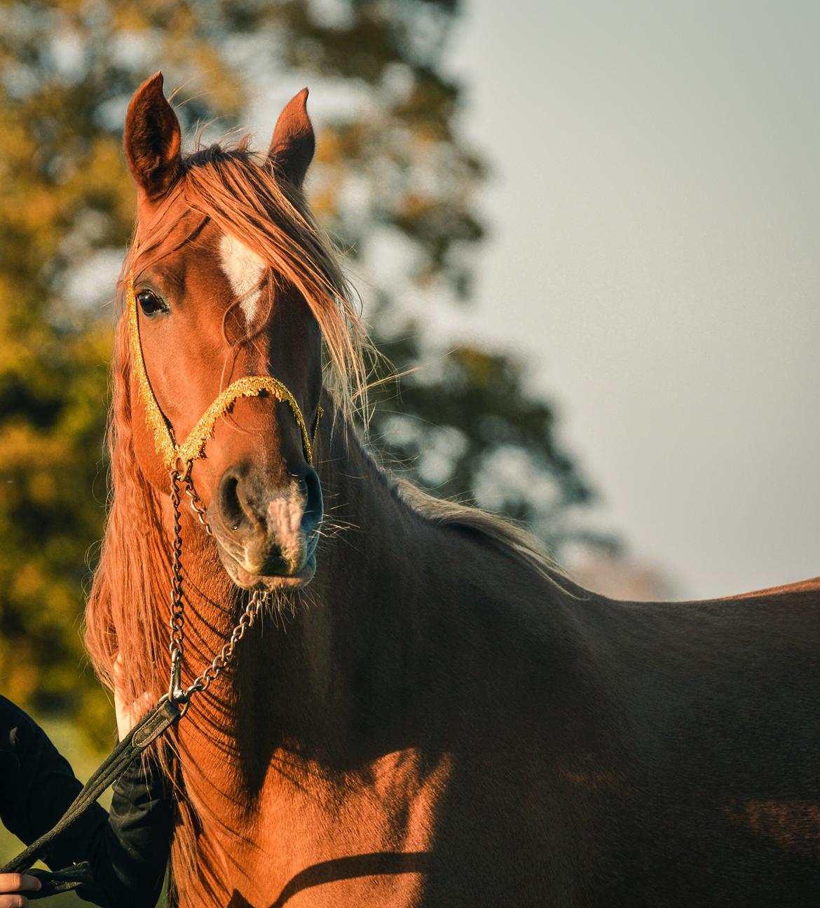 Arabisk fuldblod (OX) Aarupgårds Amina bint charm ox billede 15