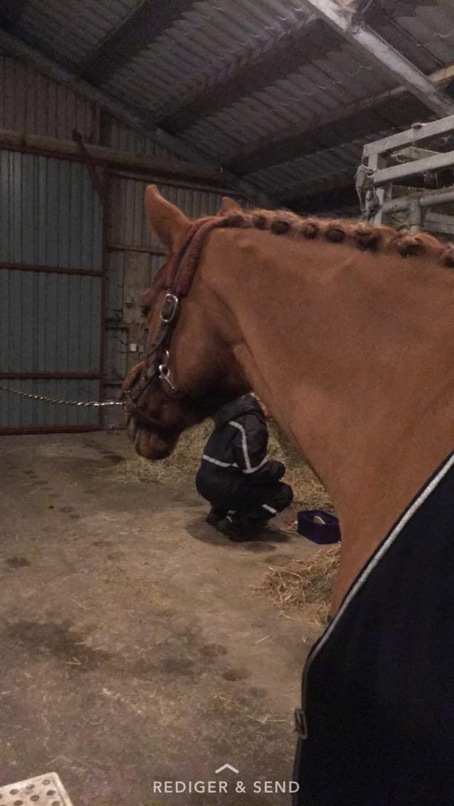 Tysk Sportspony ERF Montana (S-pony) - En glæder sig til at give den gas på stævnebanen.  billede 11