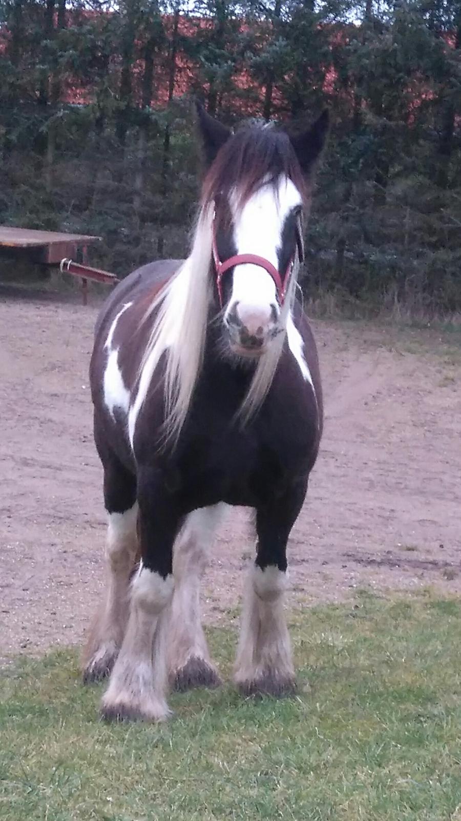 Irish Cob Mary's Prinsess by Lovecob - Ikke meget baby over hende længere ❤️  billede 6