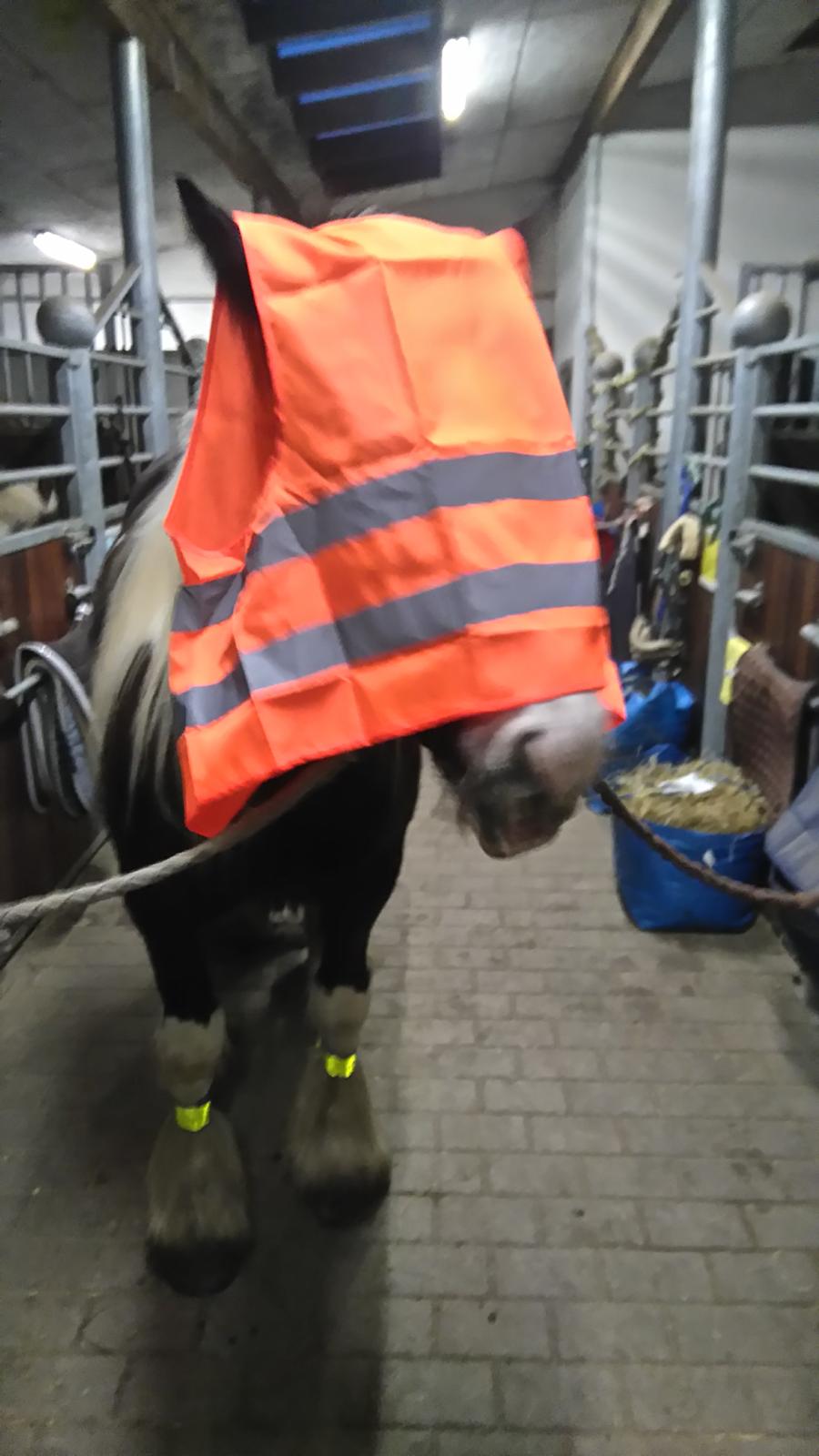 Irish Cob Mary's Prinsess by Lovecob - Min nysgerrige og supercool babyhest 😎  billede 7