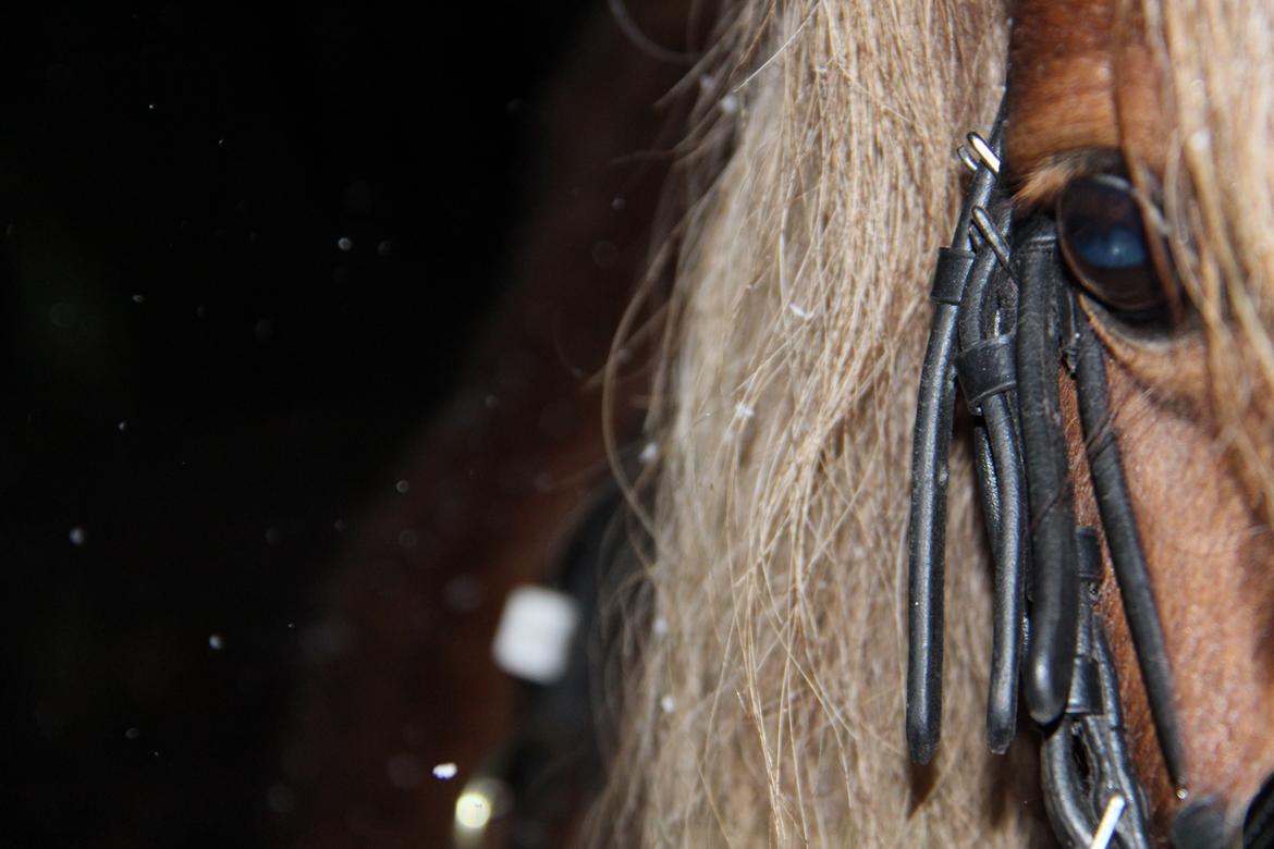 Dansk Miniature Mr. Swing King - The softness of a horse's eye is enough to warm even the coldest og hearts billede 4