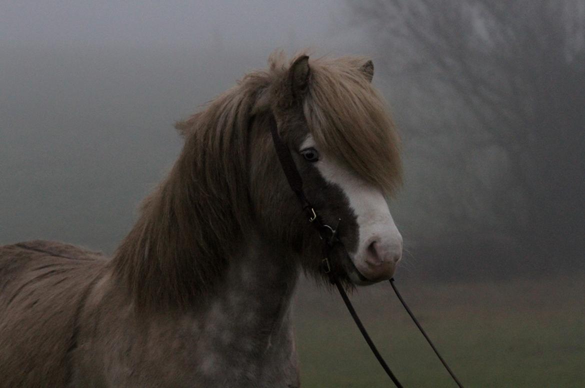 Islænder Glaður frá Skúmsstöðum billede 2