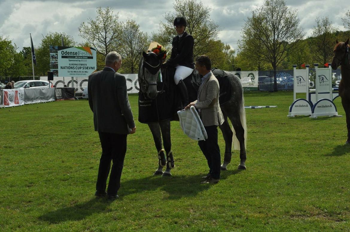 Holstener Carindo - Vinder af CSI* til JBK Horsefestival i Odense 2016 billede 12