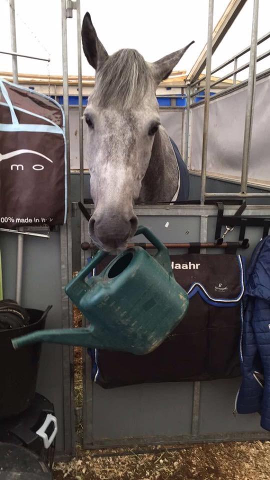 Holstener Carindo - Hygge i stævneboksen til Bækgården Horsefestival billede 13