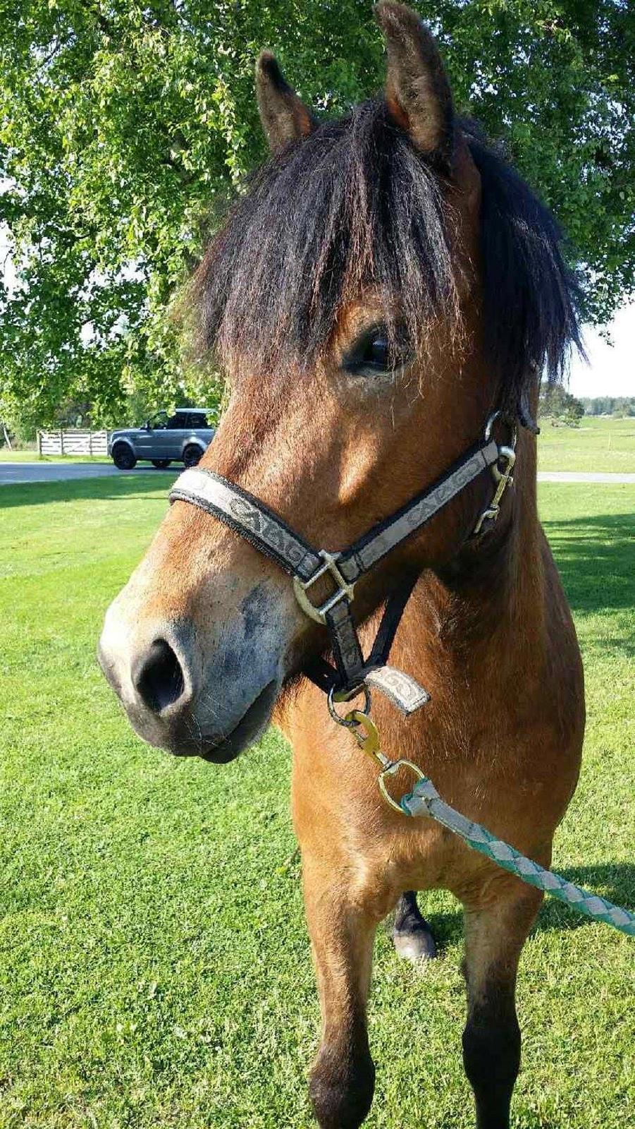 Islænder Lukas fra Rendborg aka Fisken billede 1