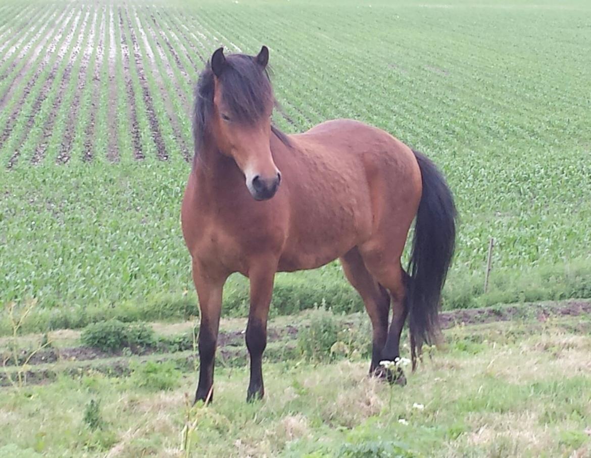Islænder Lukas fra Rendborg aka Fisken billede 2