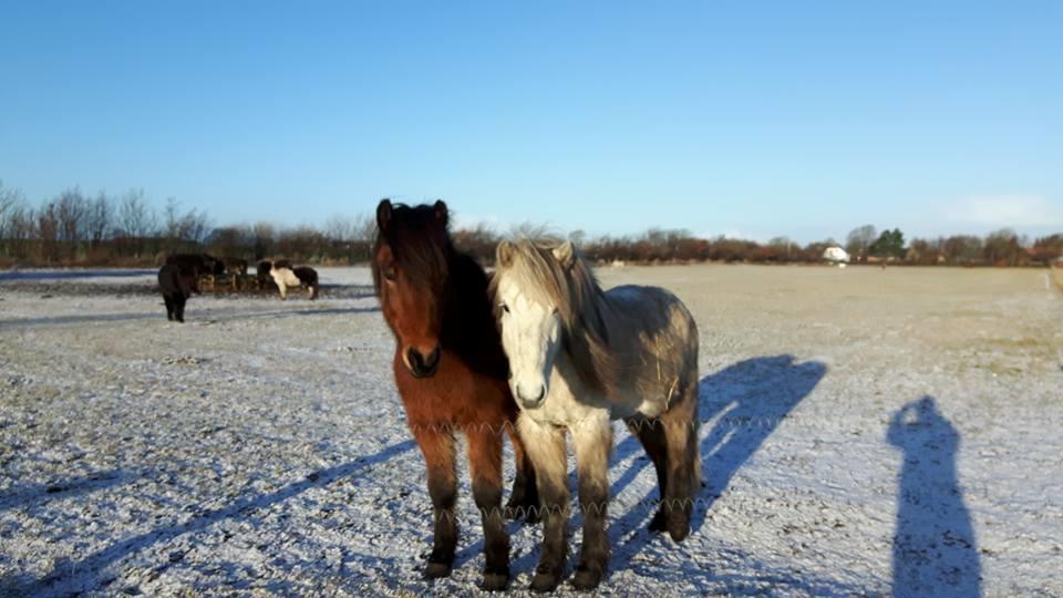 Islænder Lukas fra Rendborg aka Fisken billede 3