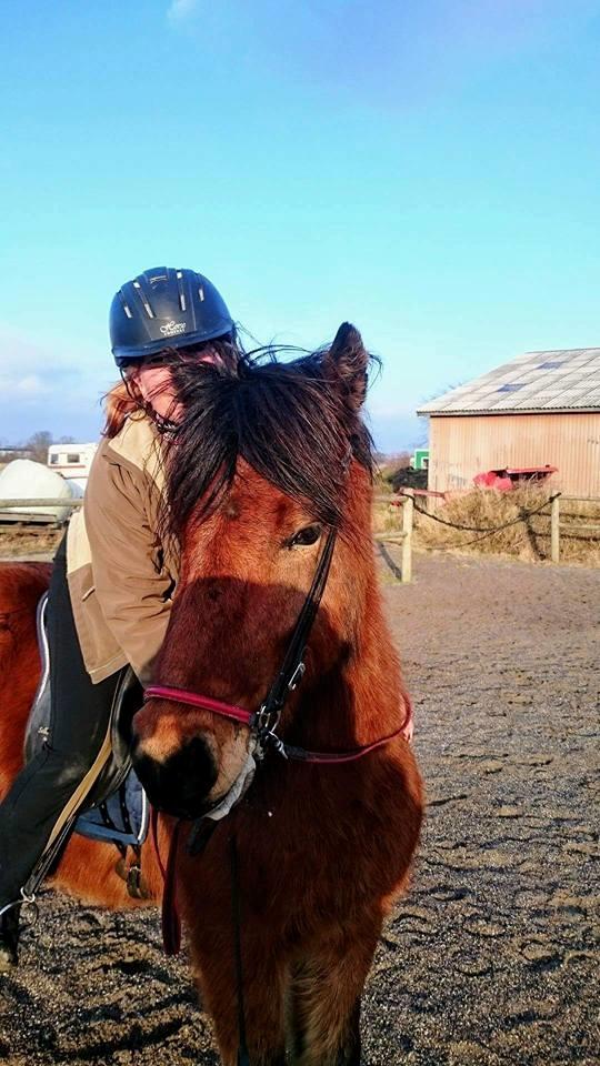 Islænder Lukas fra Rendborg aka Fisken billede 4