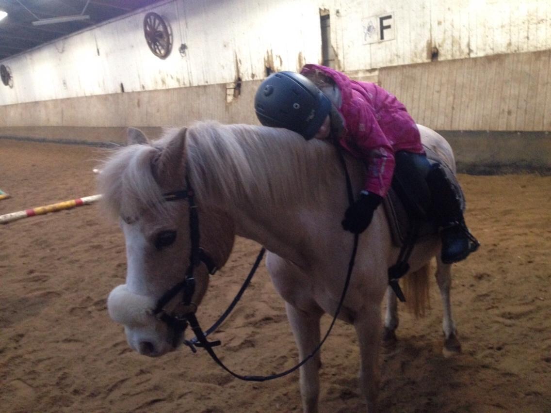 Hollandsk Sportspony R.I.P Chicco billede 15