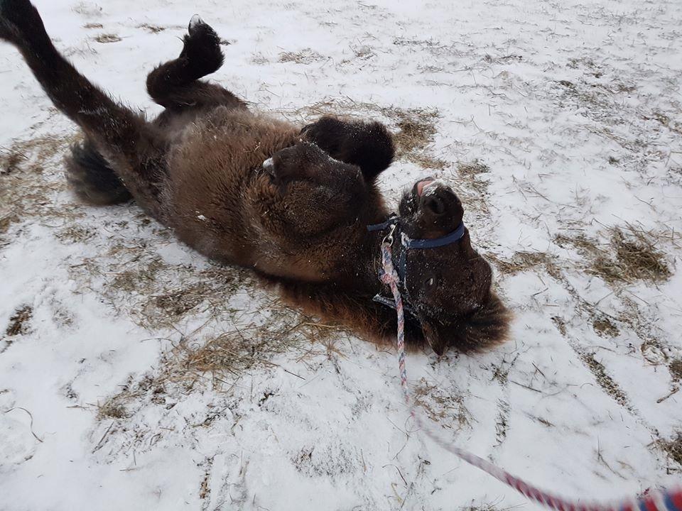Shetlænder Annagaard Unesco - 07/02-2017 billede 3