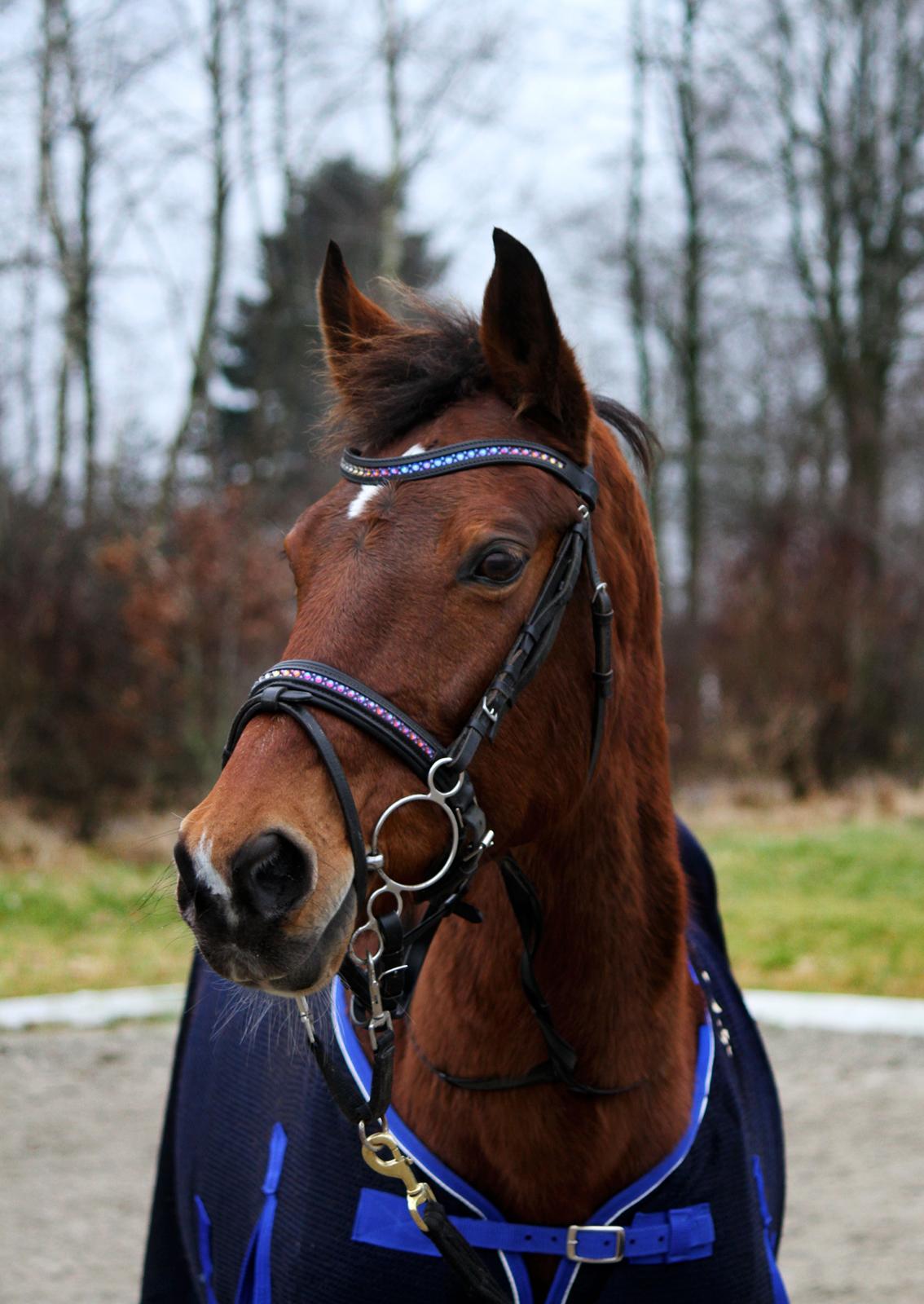 Dansk Varmblod Ørstedslunds Lucky Lady - NYT: Den smukkeste dame <3 billede 9