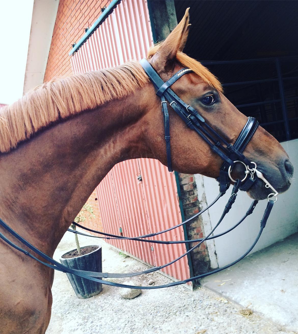 Dansk Varmblod Hedebo´s Arlino *B-hest* billede 2