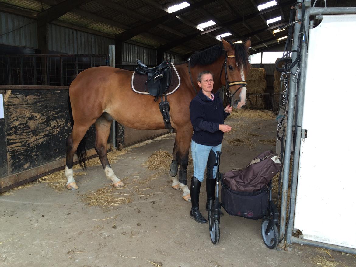 Dansk Varmblod Ryholt's galant billede 2