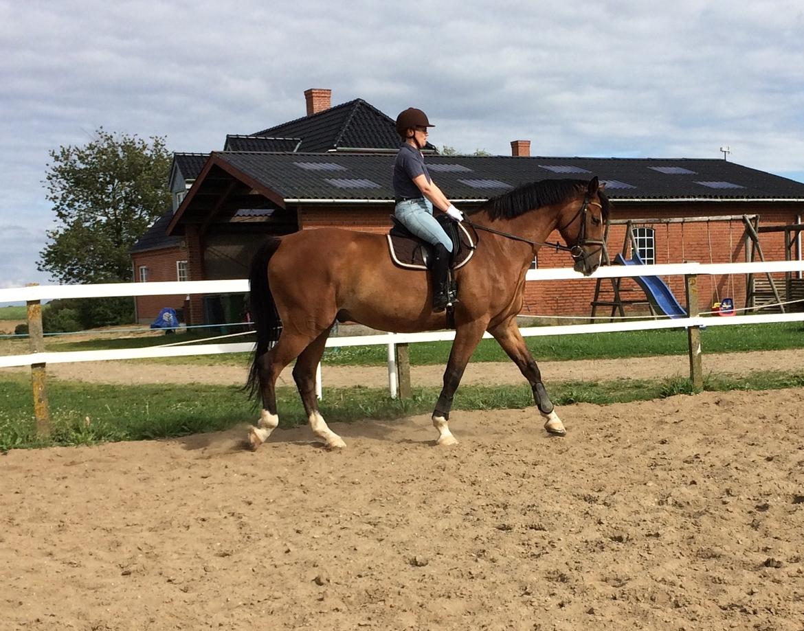Dansk Varmblod Ryholt's galant - Da jeg var ude at prøve Galant. billede 3