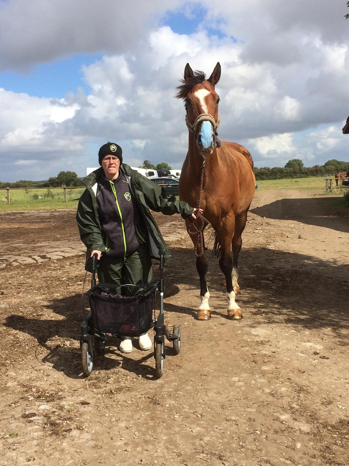 Dansk Varmblod Ryholt's galant - Galant havde været i nogle planter på folden på Revsø, som han ikke lige kunne tåle, så deraf den blå mule.. billede 4