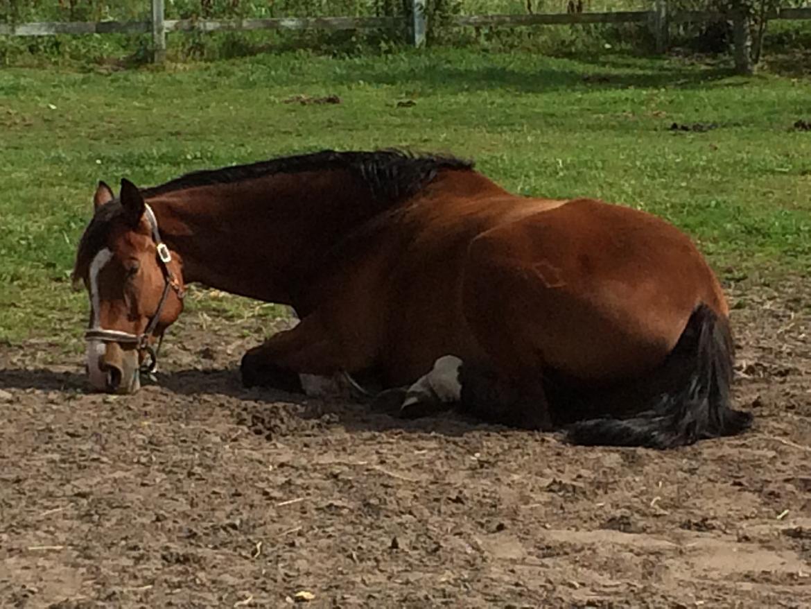 Dansk Varmblod Ryholt's galant billede 5