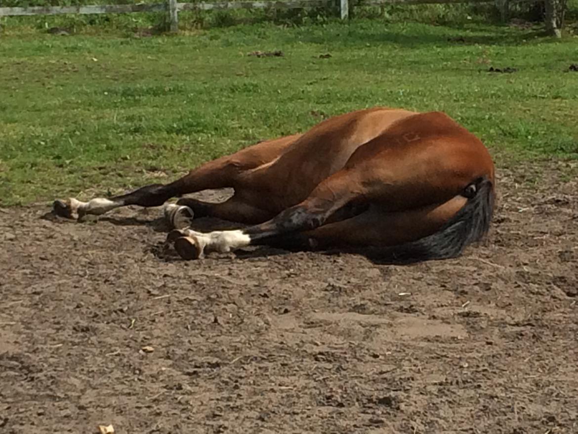 Dansk Varmblod Ryholt's galant - Dejligt med en lille lur... Galant blev hurtigt tryg herhjemme og begyndte hurtigt at ligge ned sammen med de andre. billede 7