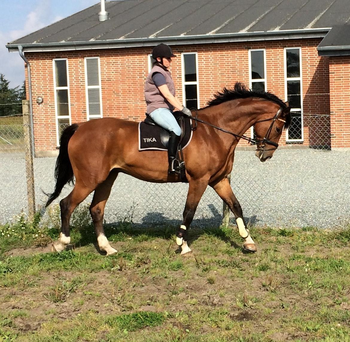 Dansk Varmblod Ryholt's galant billede 8