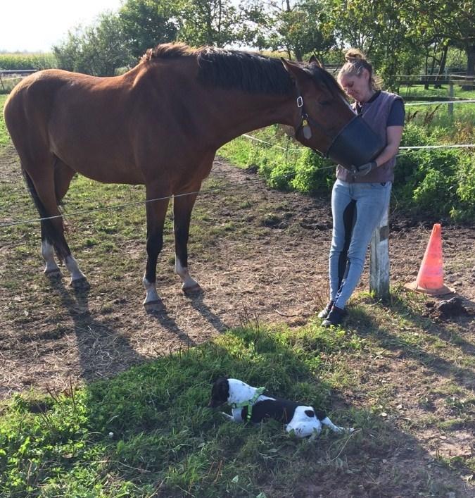 Dansk Varmblod Ryholt's galant - Galant og jeg knytter bånd ved han får sin aftensmad imens jeg står med spanden. billede 9