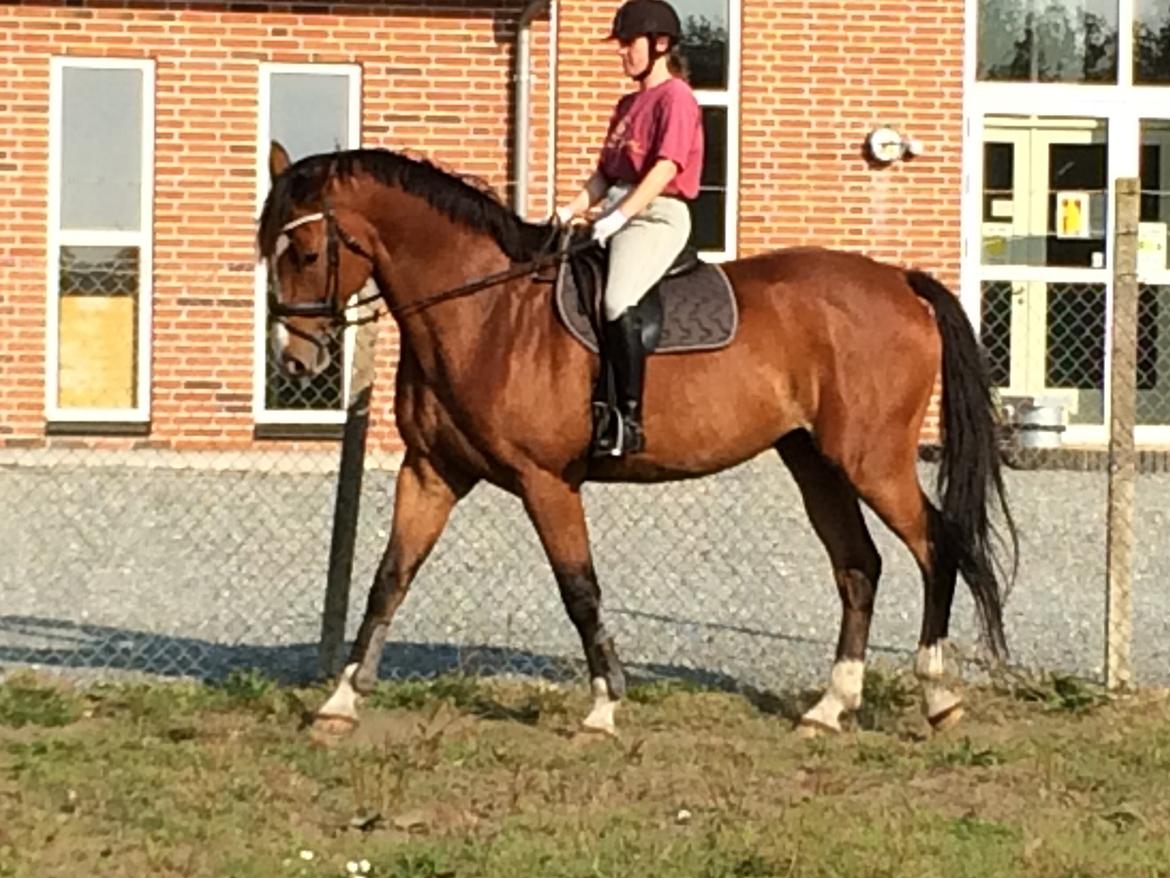 Dansk Varmblod Ryholt's galant billede 11