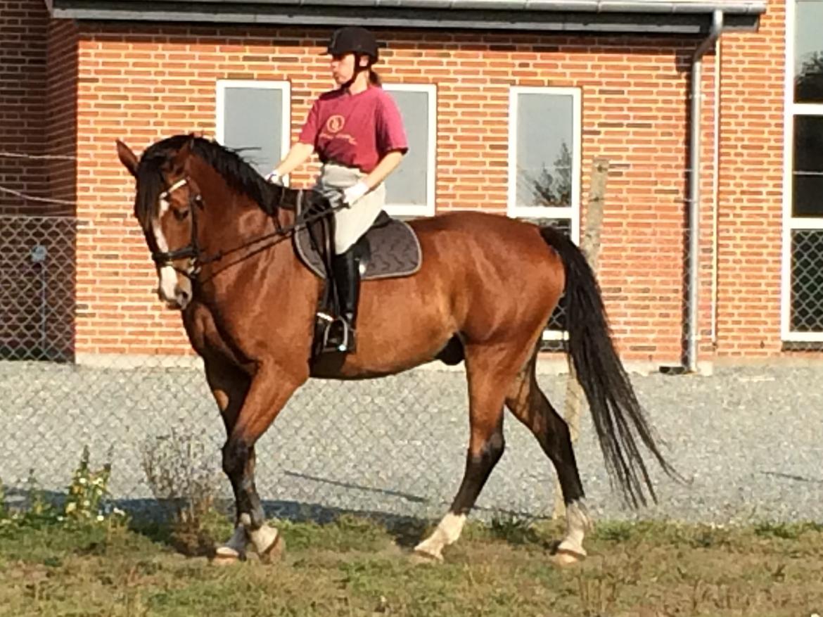 Dansk Varmblod Ryholt's galant billede 12