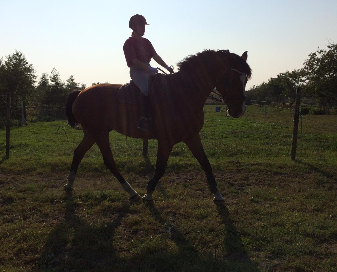 Dansk Varmblod Ryholt's galant billede 13