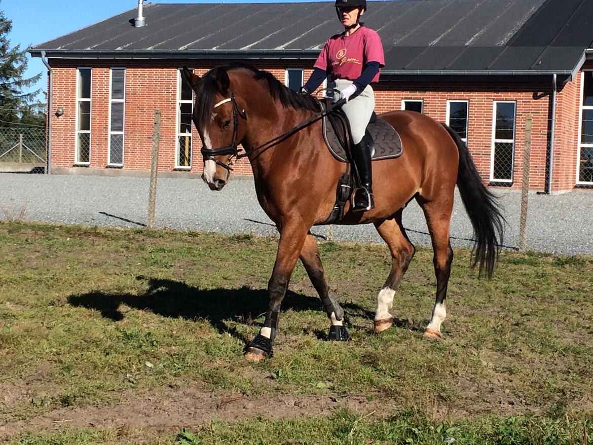 Dansk Varmblod Ryholt's galant billede 14