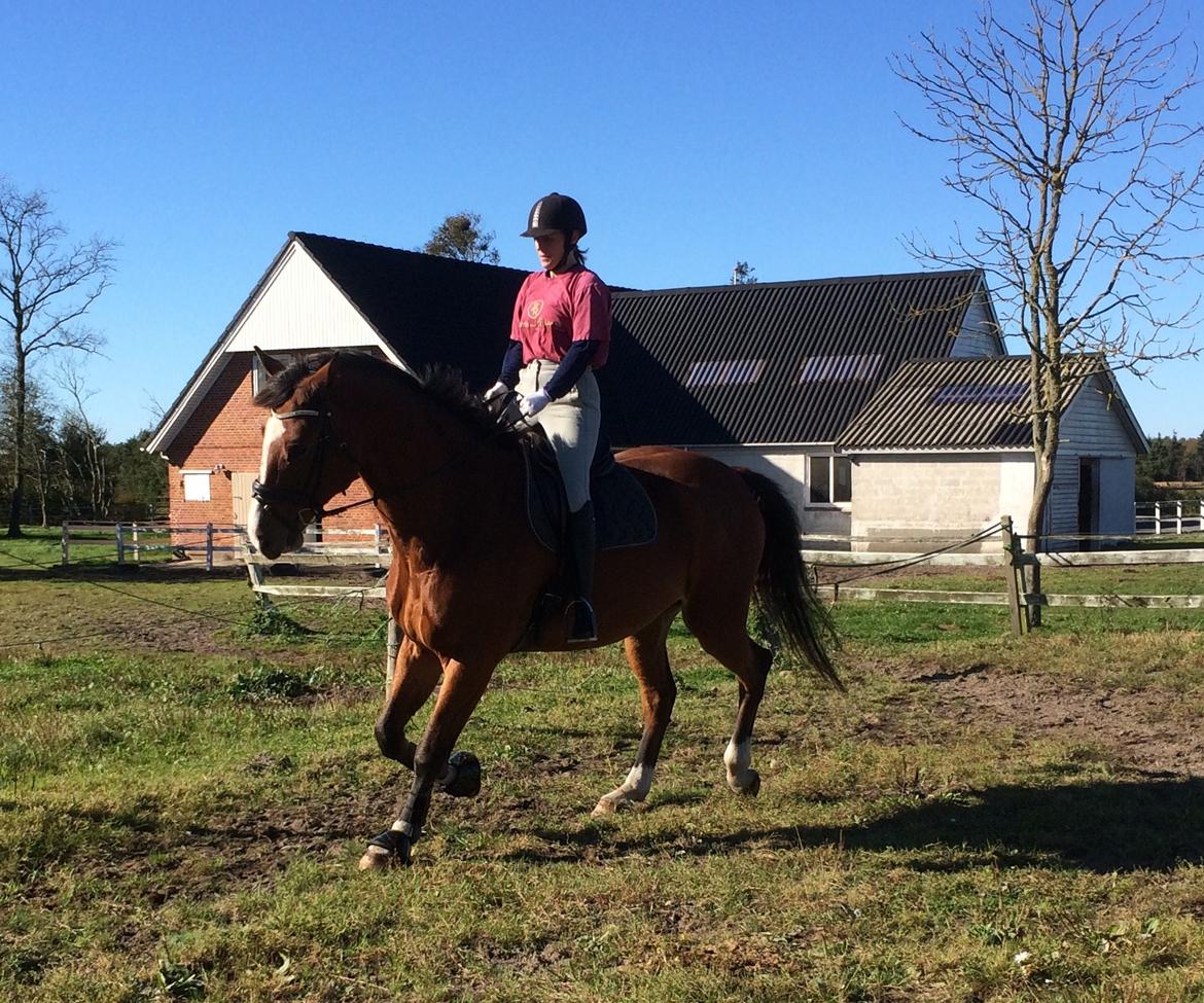 Dansk Varmblod Ryholt's galant billede 15