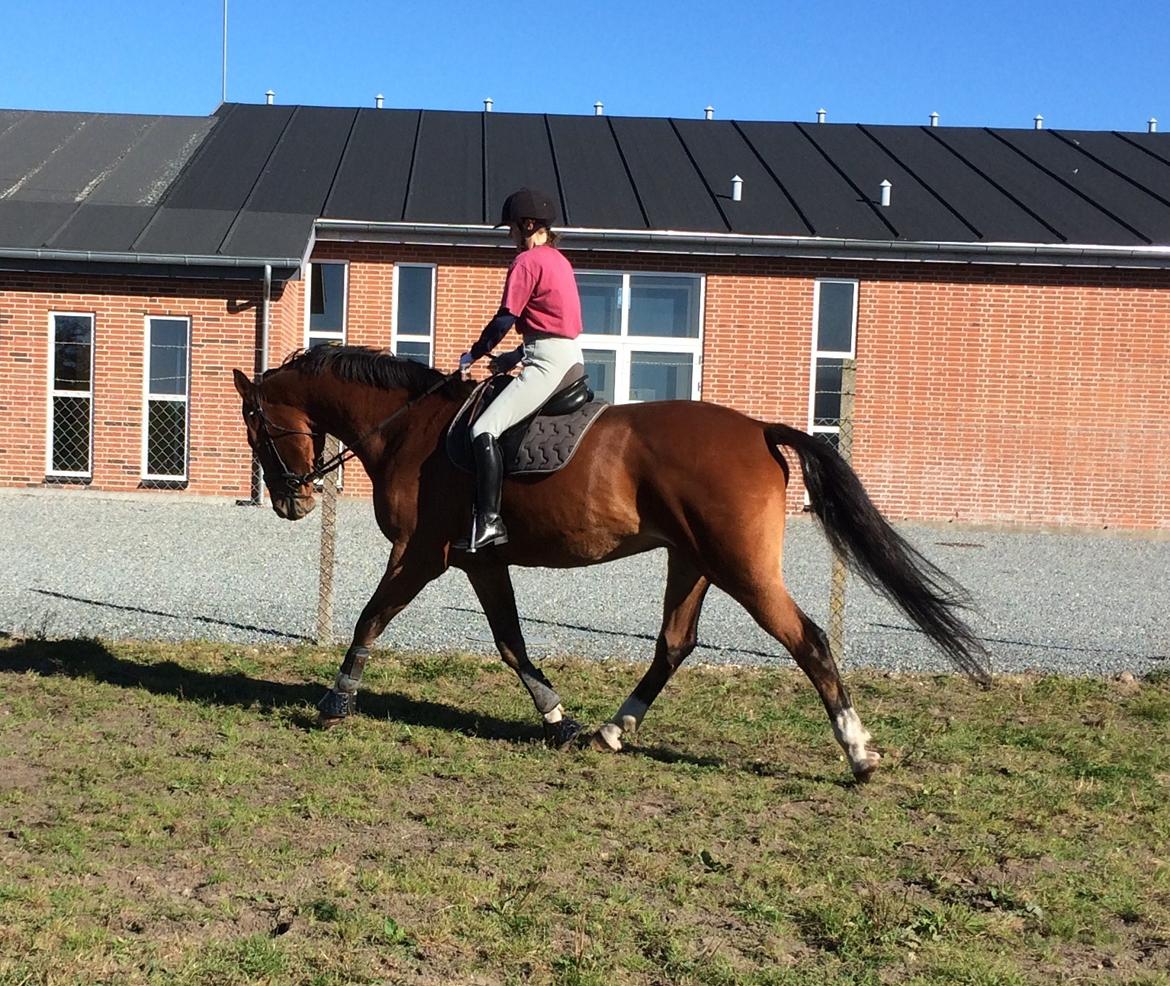 Dansk Varmblod Ryholt's galant billede 16