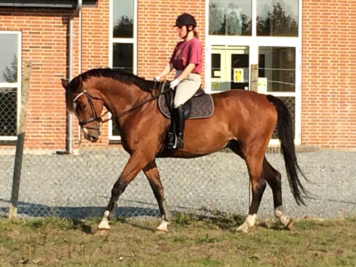 Dansk Varmblod Ryholt's galant billede 10