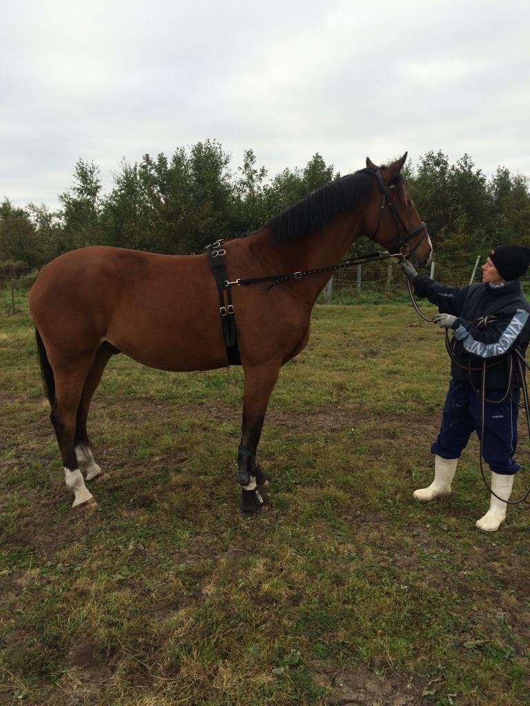 Dansk Varmblod Ryholt's galant billede 17