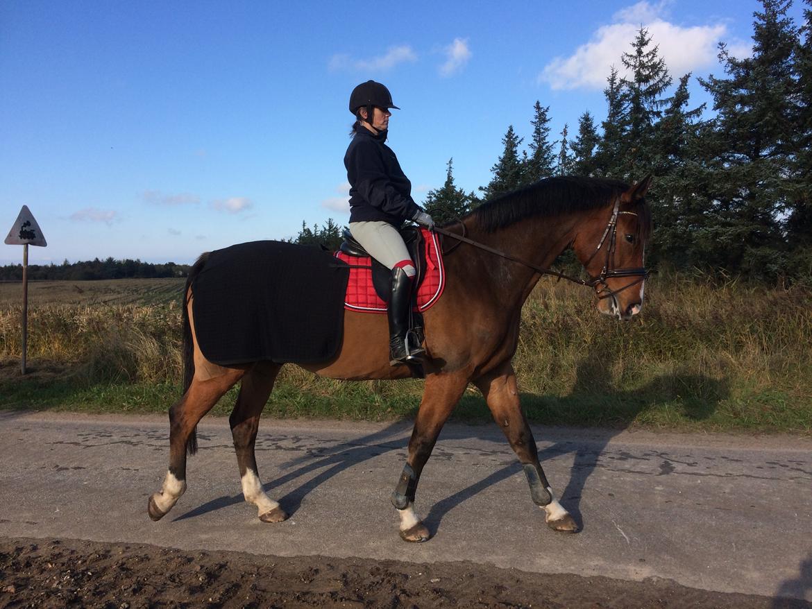 Dansk Varmblod Ryholt's galant billede 18