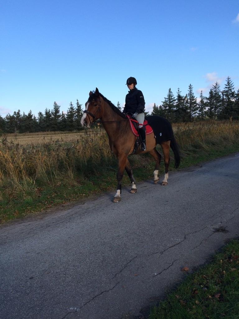 Dansk Varmblod Ryholt's galant billede 20