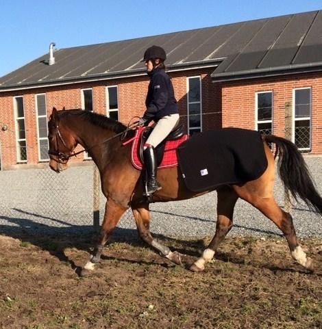 Dansk Varmblod Ryholt's galant billede 19