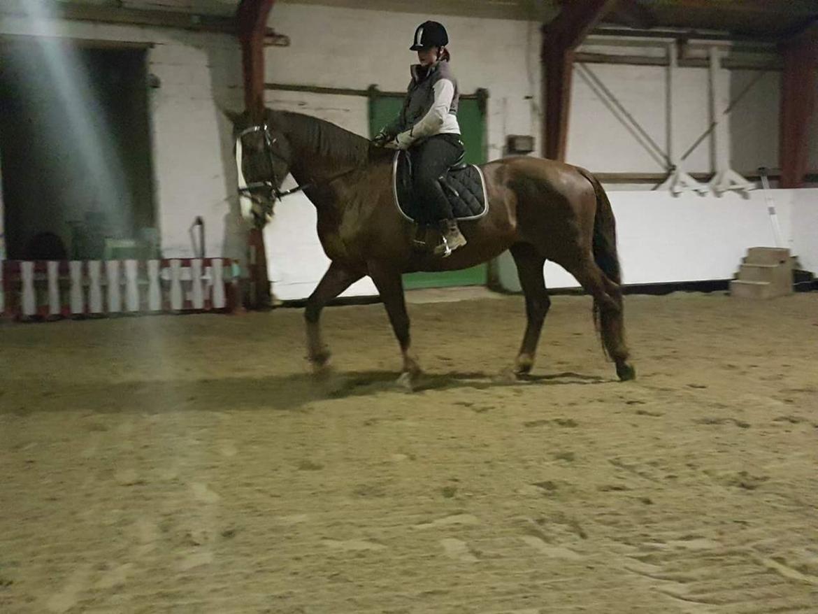 Hollandsk Varmblod Utah billede 3