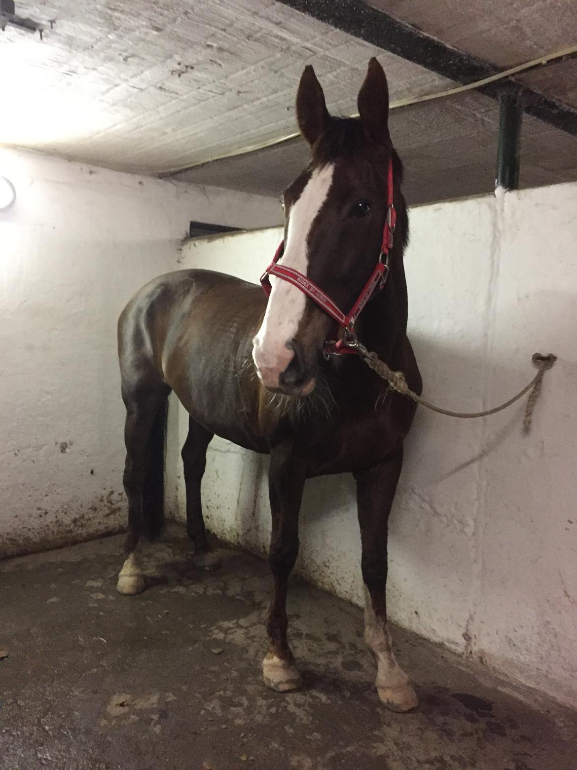 Hollandsk Varmblod Utah billede 2