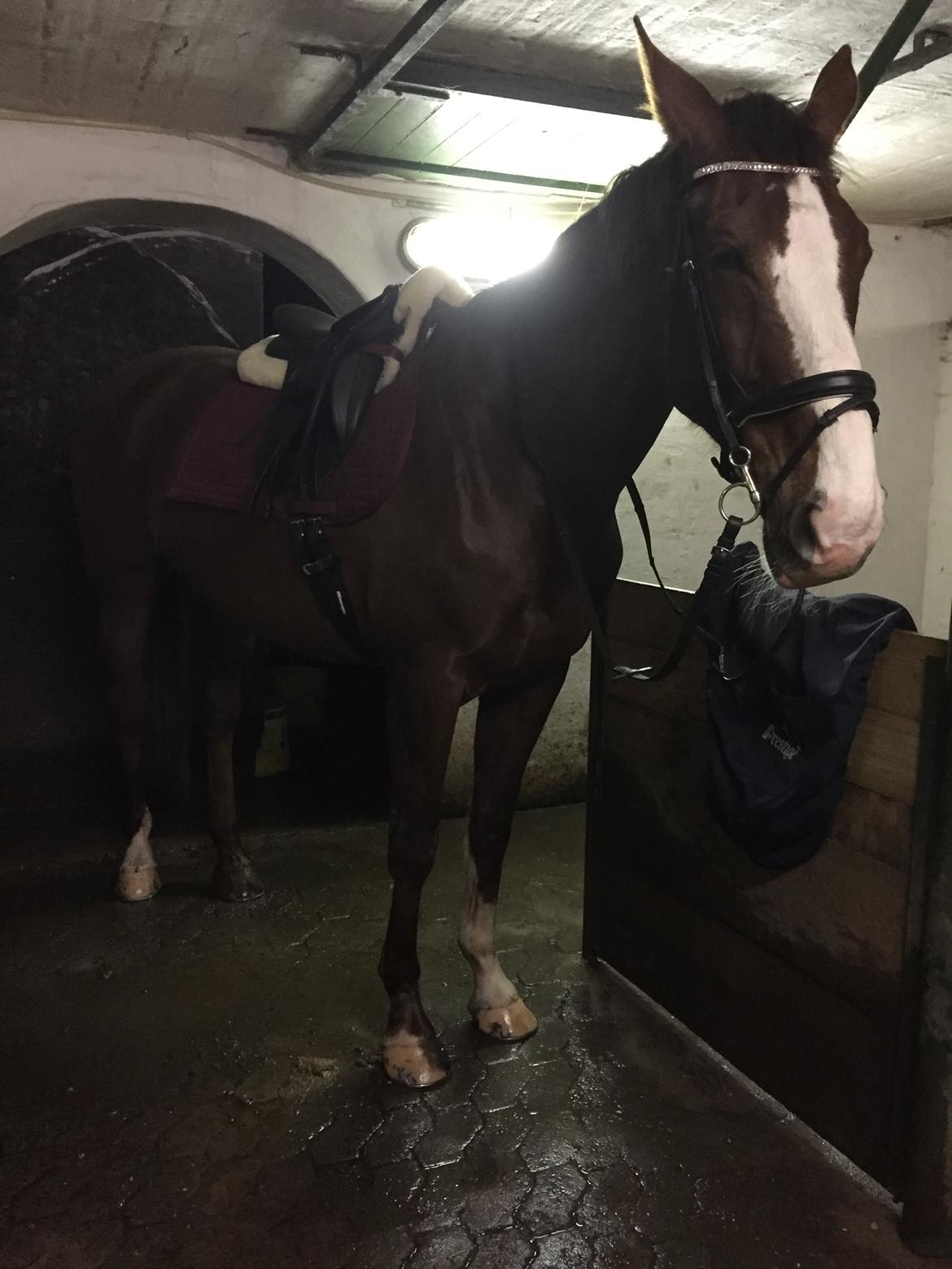 Hollandsk Varmblod Utah billede 4