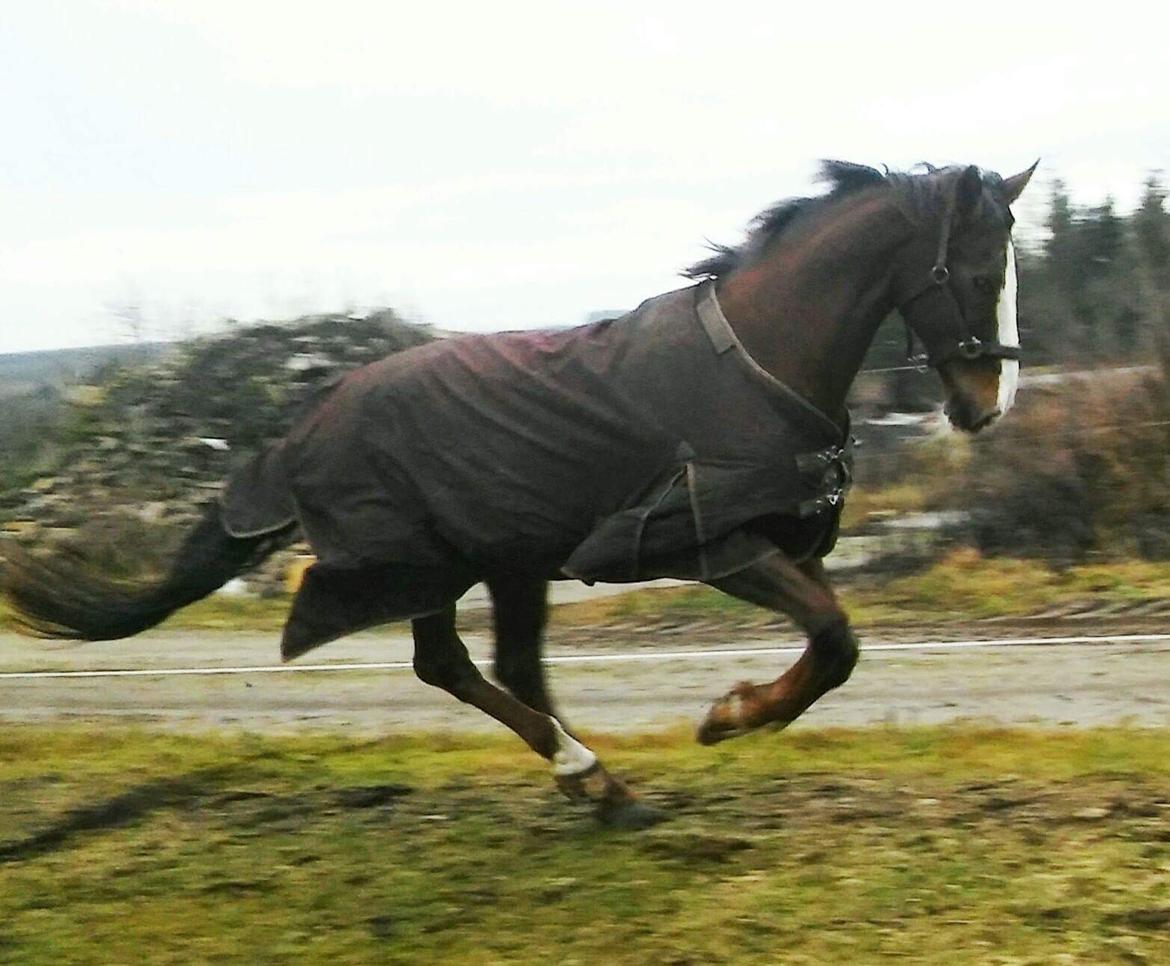 Hollandsk Varmblod Utah billede 1