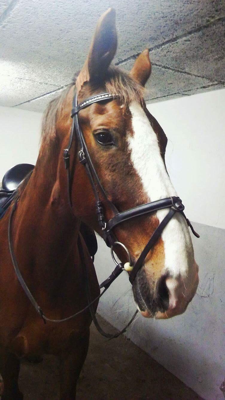 Hollandsk Varmblod Utah billede 5