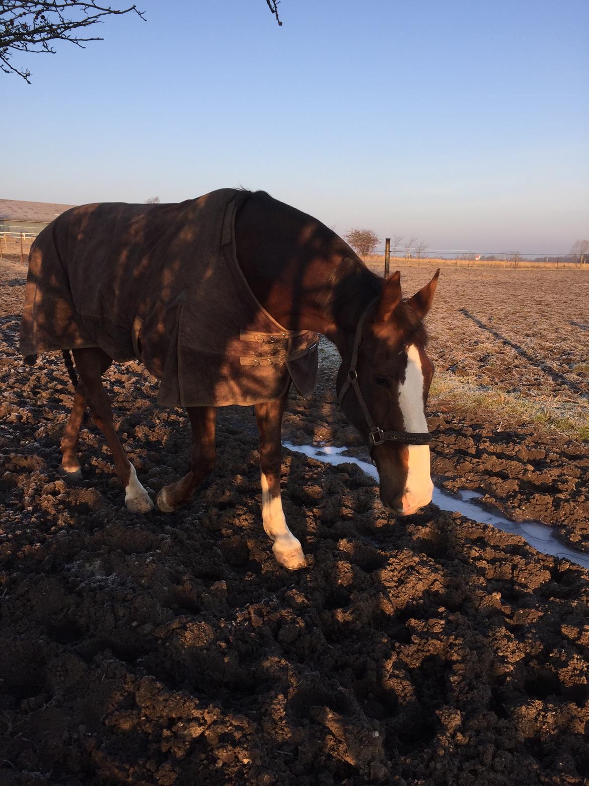 Hollandsk Varmblod Utah billede 6